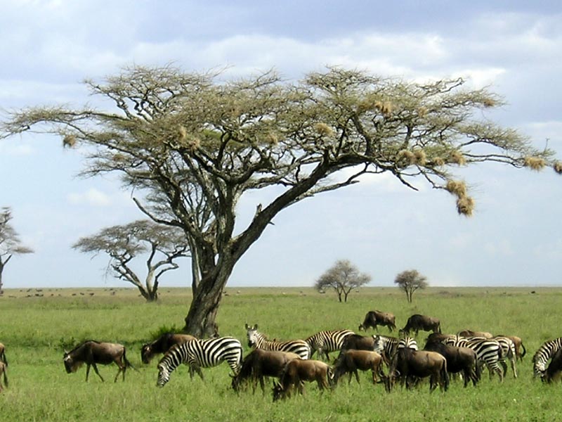 serengeti Tanzanie