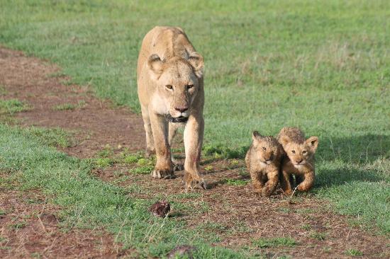 Tanzanie lion