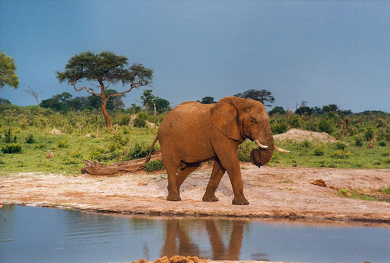 Zimbabwe elephant